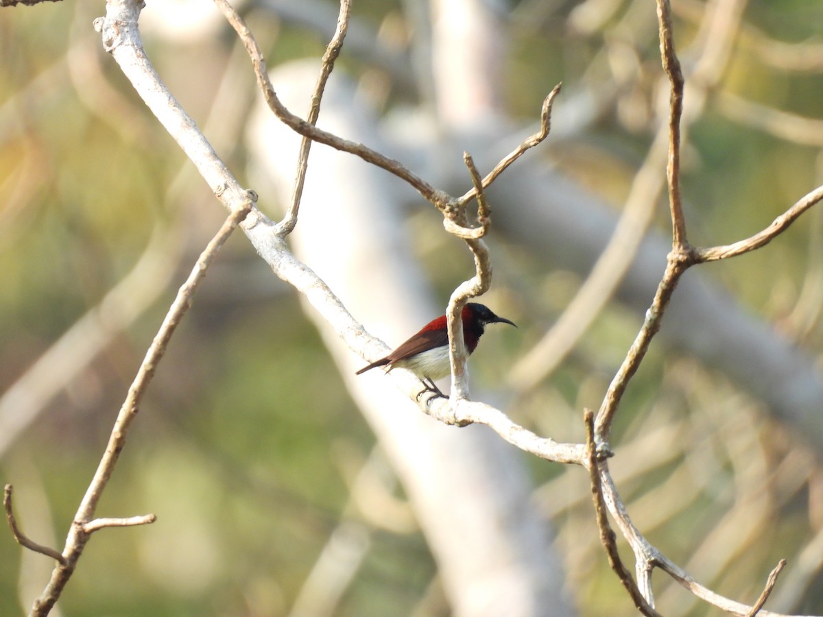 Crimson-backed Sunbird - ML645508149