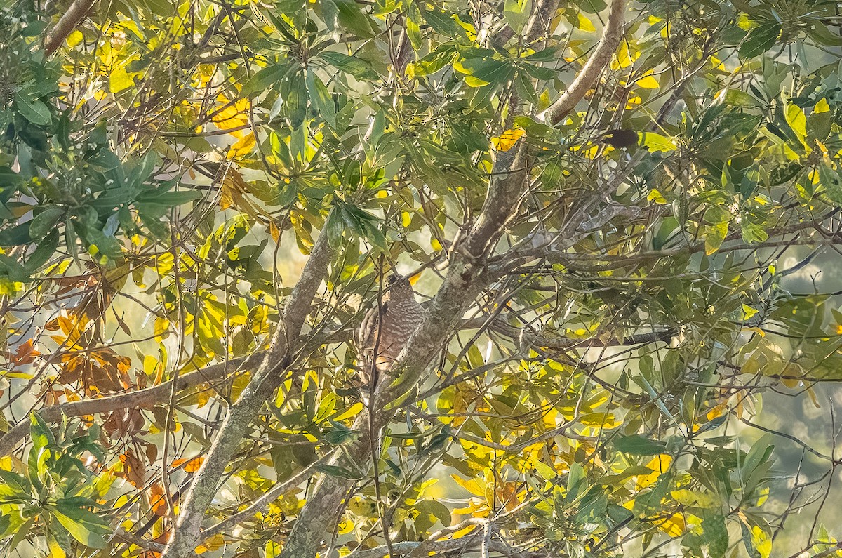 Red-shouldered Hawk - ML645508152