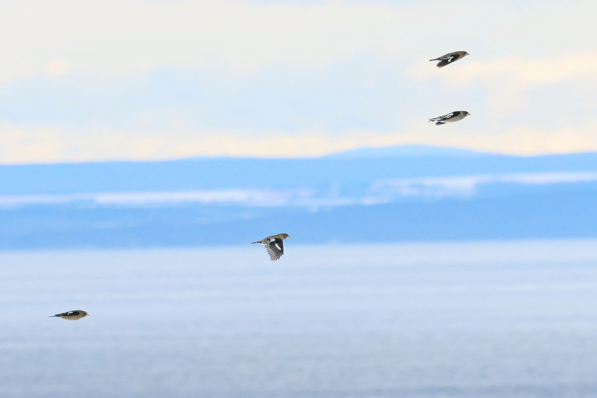 Evening Grosbeak - ML645508153