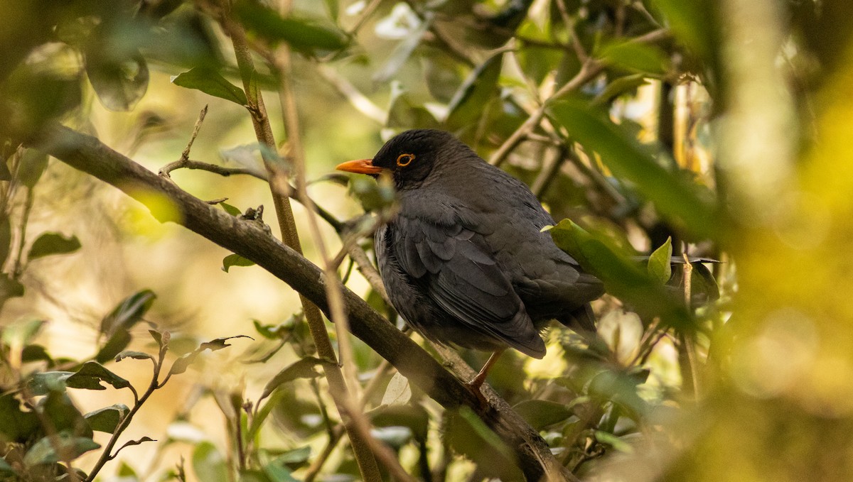 Indian Blackbird - ML645508154