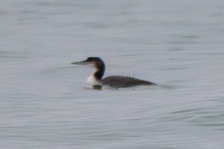 Common Loon - ML645508155