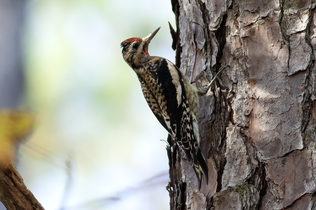 Yellow-bellied Sapsucker - ML645508171