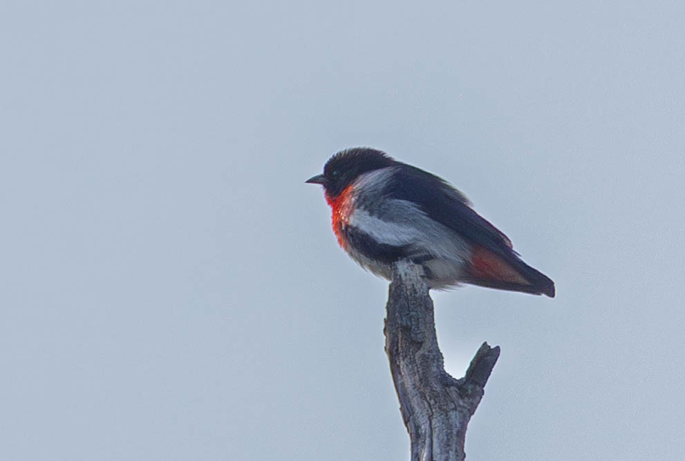 Picaflores Golondrina - ML645508178