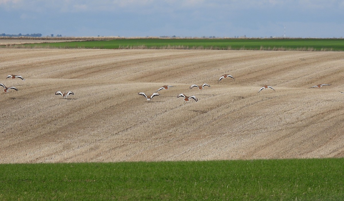 Great Bustard - ML645508183