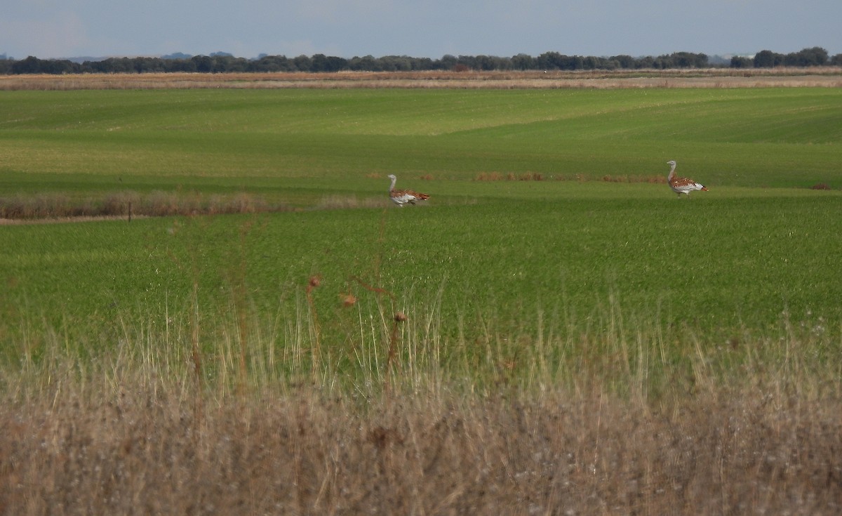 Great Bustard - ML645508184
