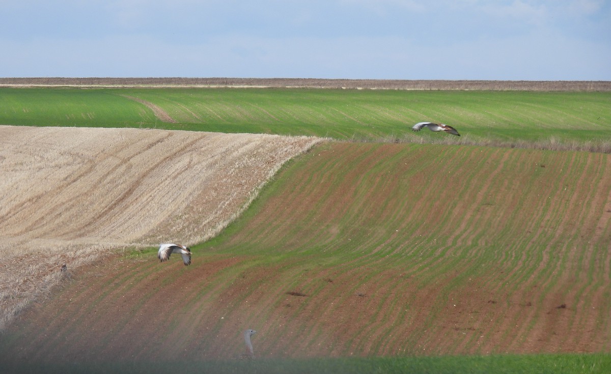 Great Bustard - ML645508185