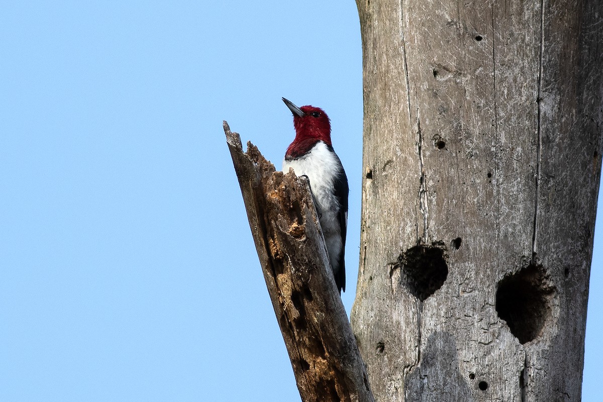 Red-headed Woodpecker - ML645508189