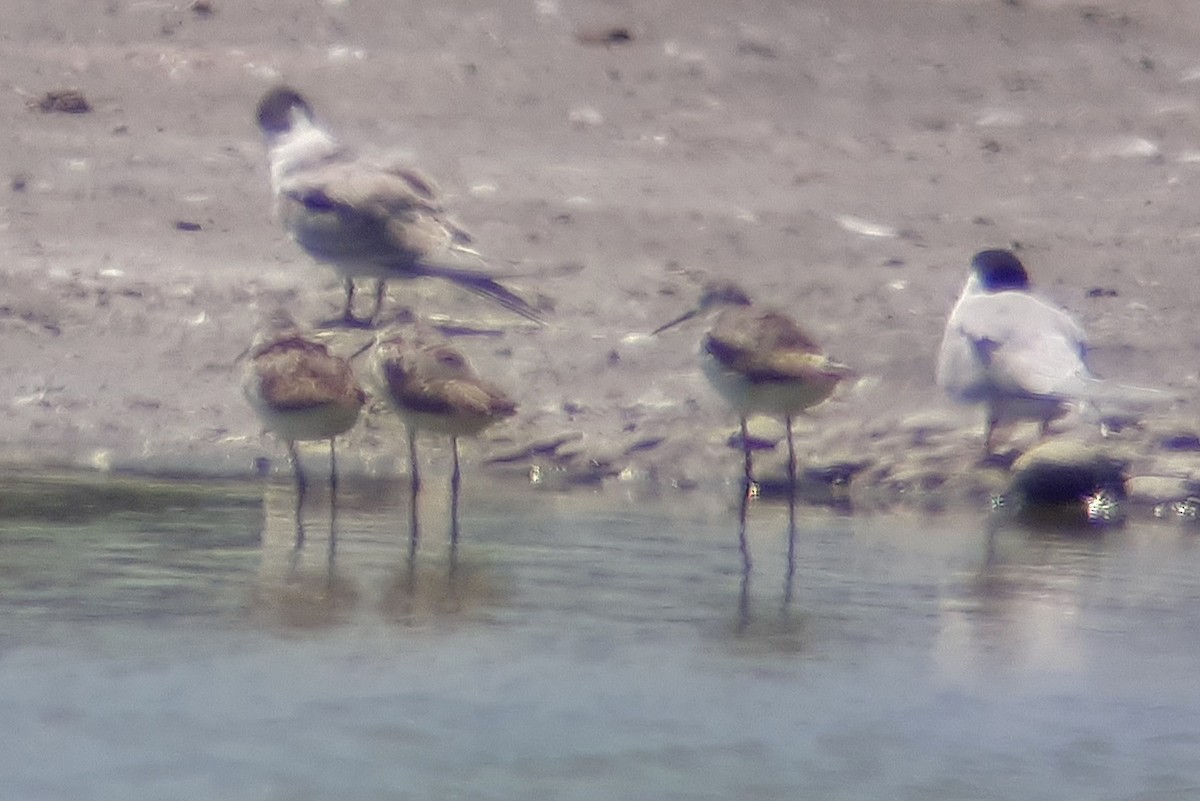 Marsh Sandpiper - ML645508193