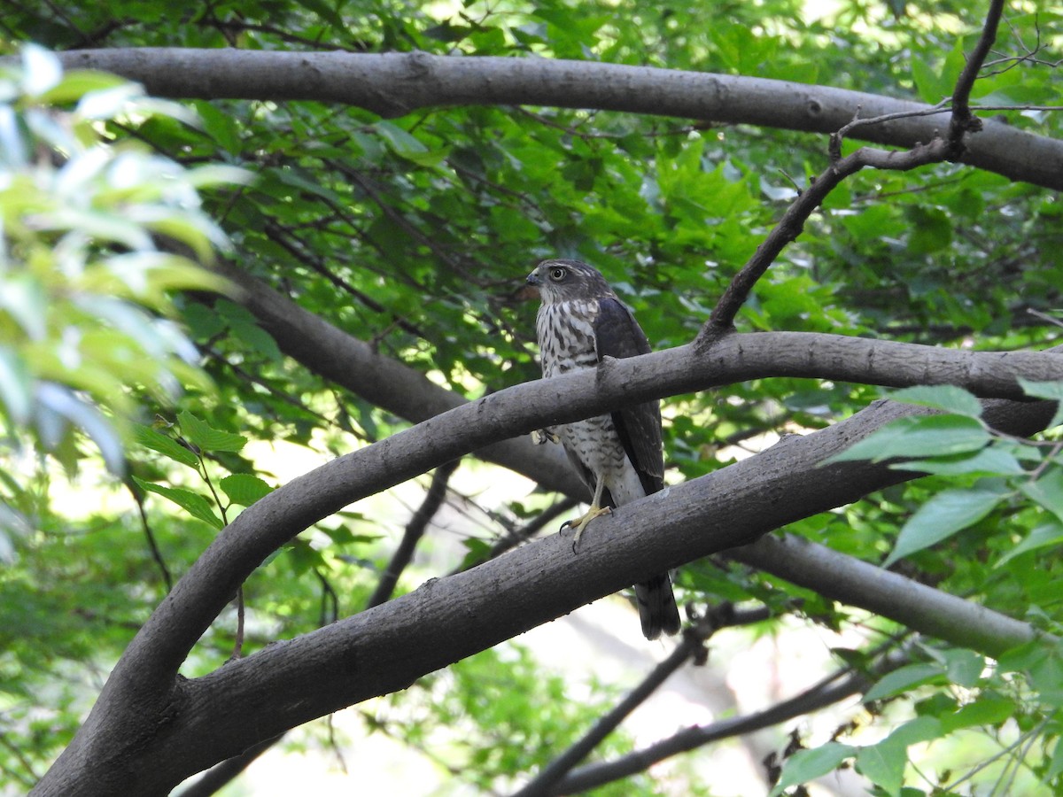 日本松雀鷹 - ML645508196