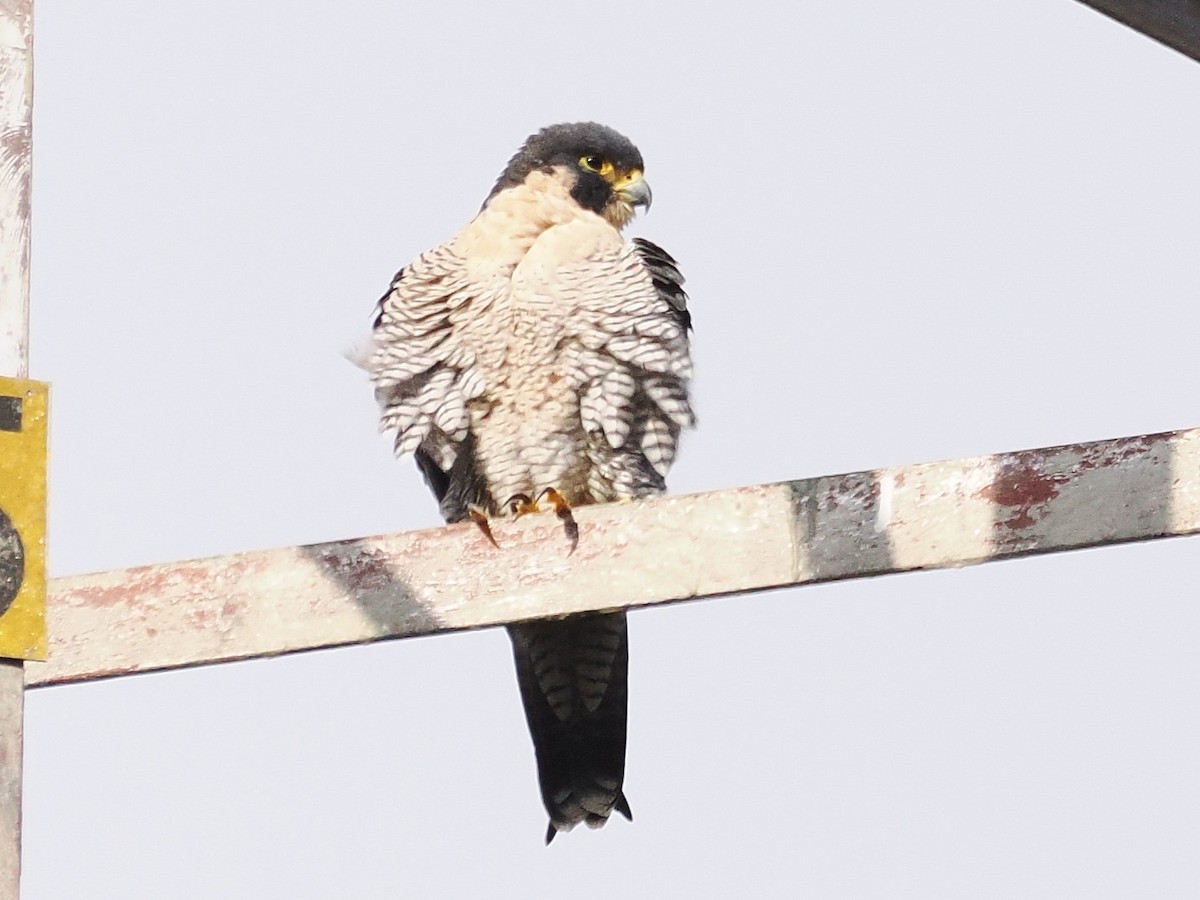 Сапсан - ML645508199