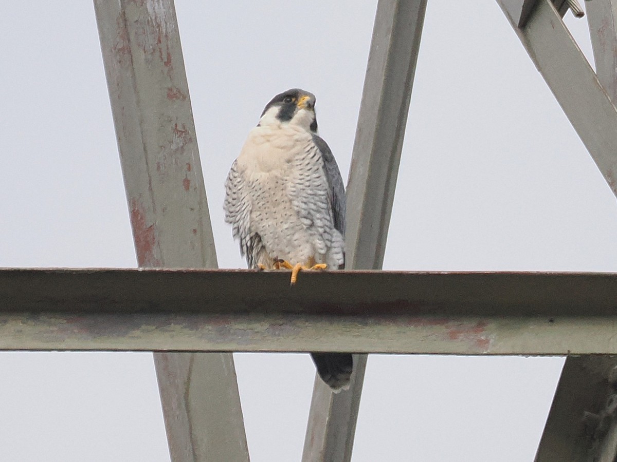 Сапсан - ML645508200