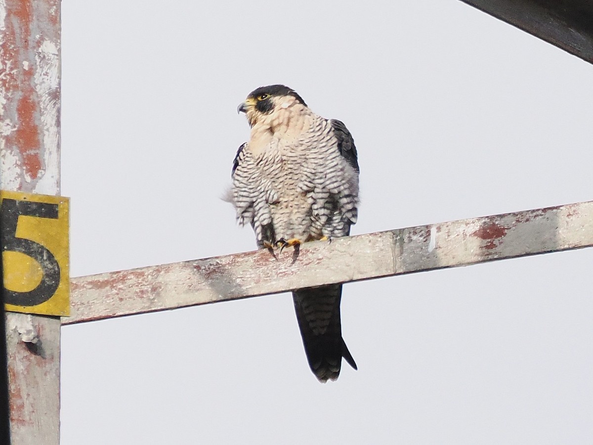 Сапсан - ML645508201