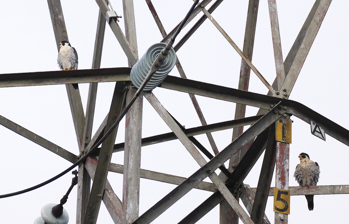 Сапсан - ML645508202