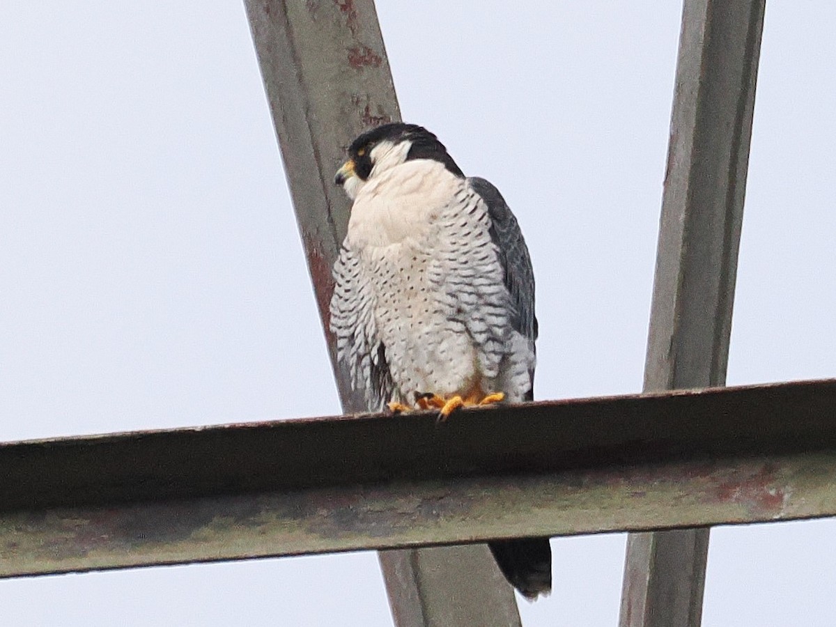 Сапсан - ML645508203