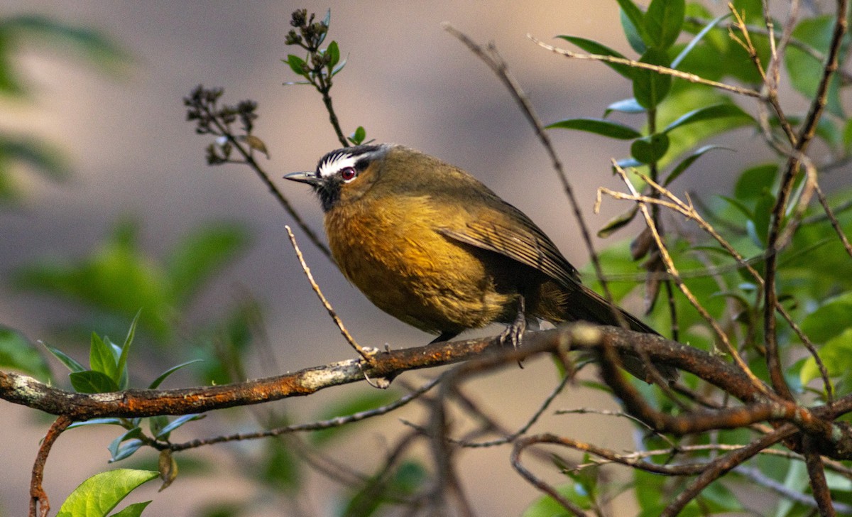 Nilgiri Laughingthrush - ML645508214