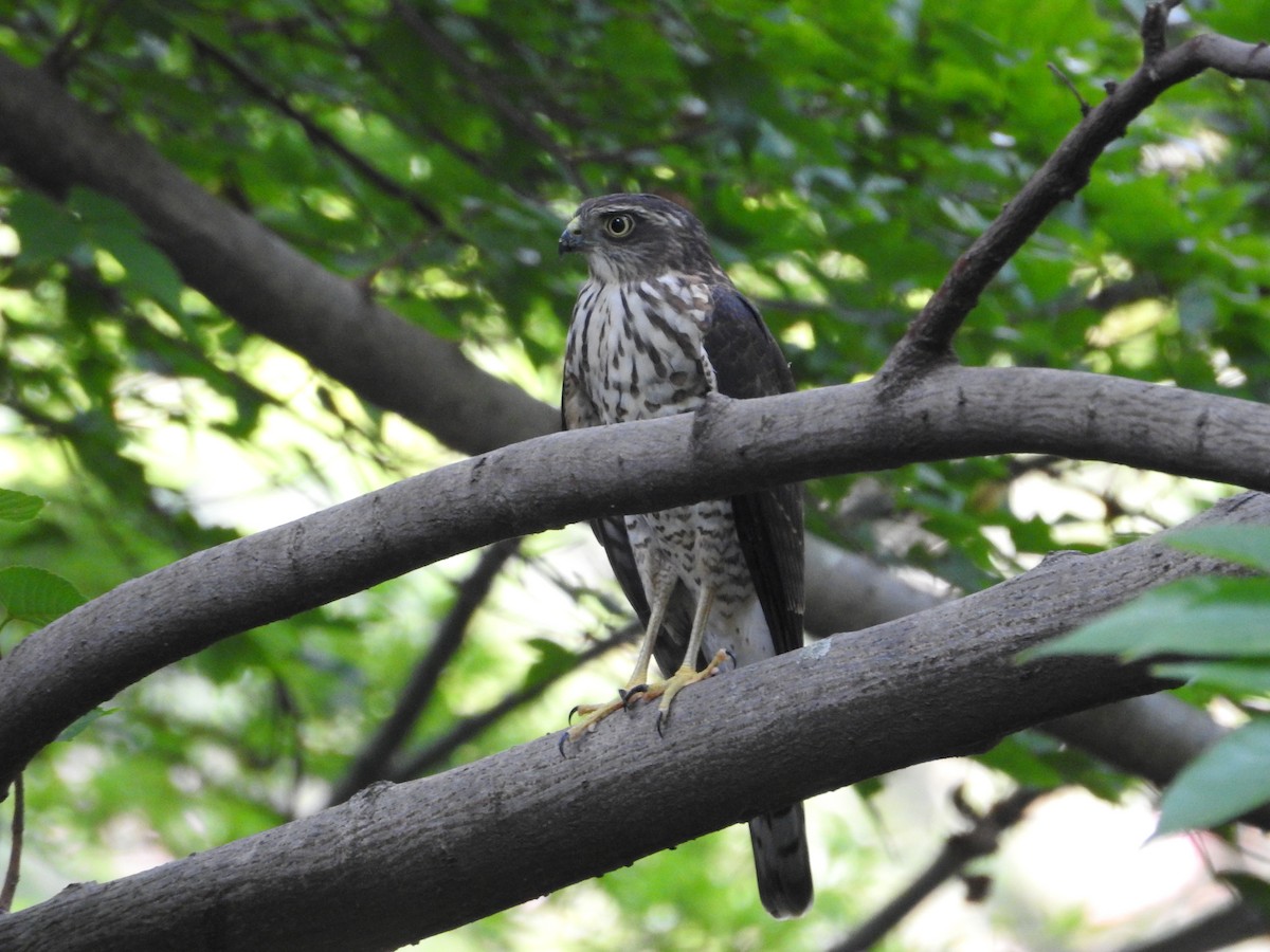 日本松雀鷹 - ML645508223