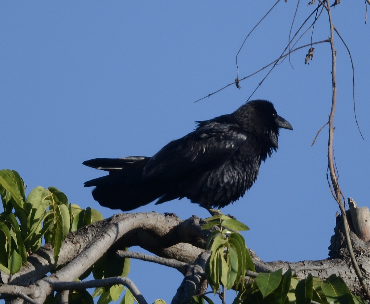 krkavec velký - ML645508229