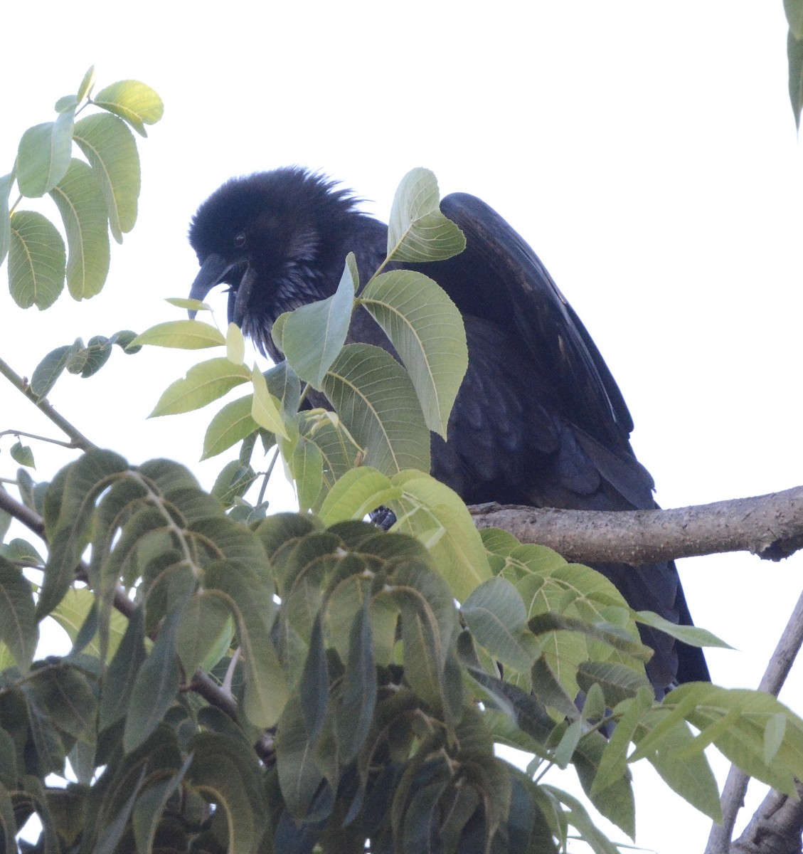 krkavec velký - ML645508230