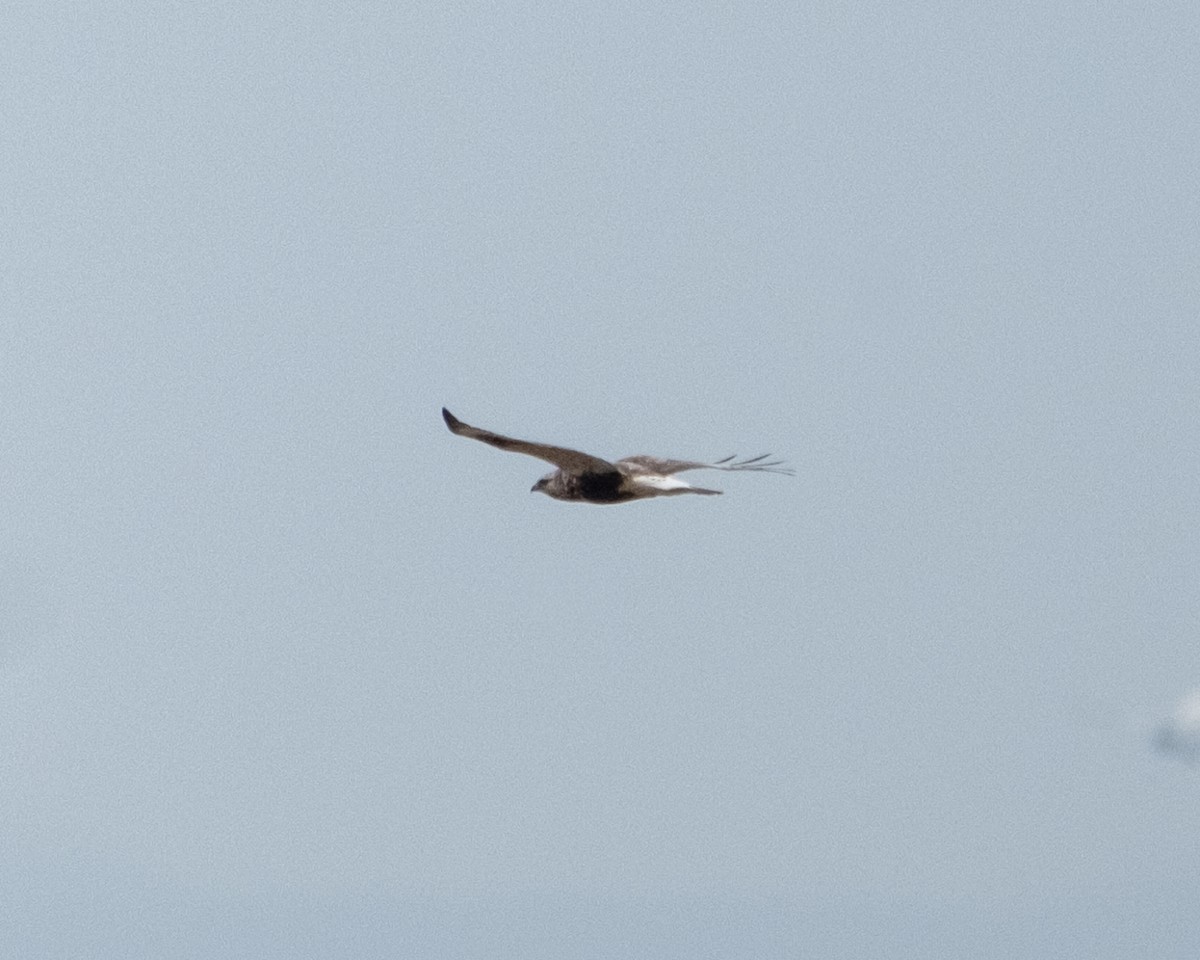 Rough-legged Hawk - ML645508236