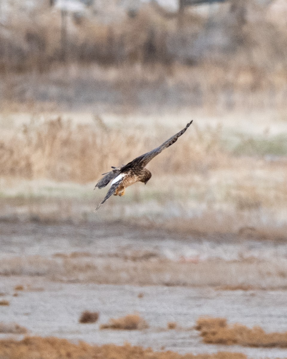 Northern Harrier - ML645508245