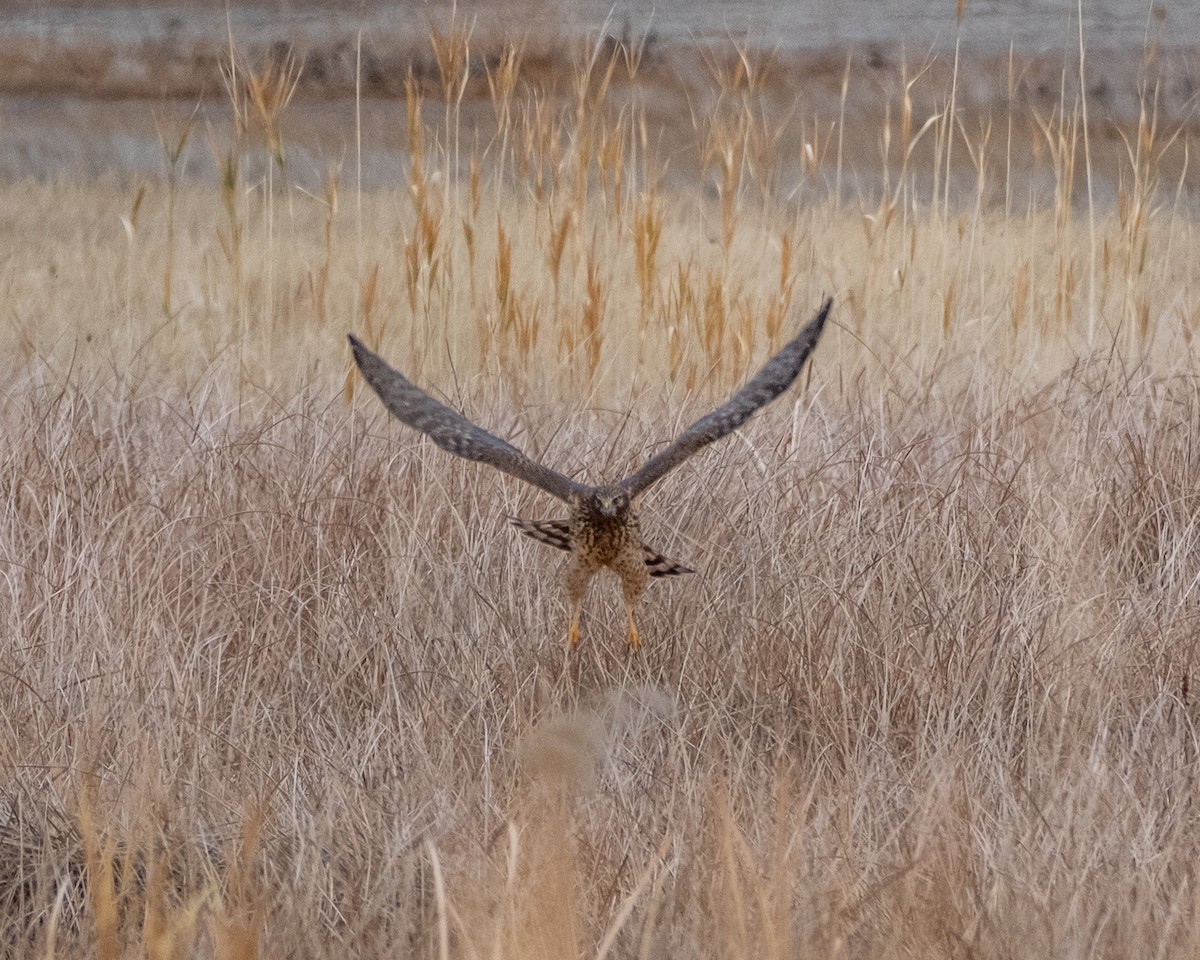 Northern Harrier - ML645508247