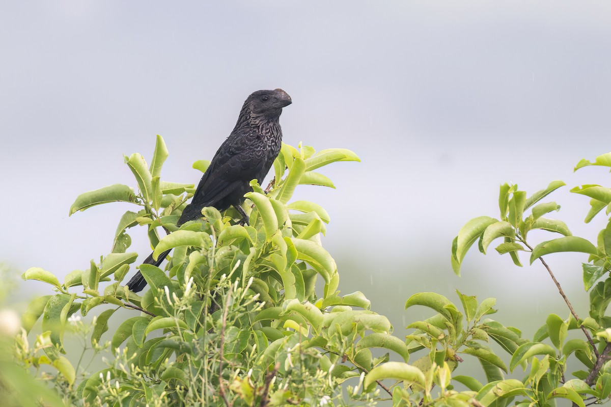 Ані товстодзьобий - ML645508264