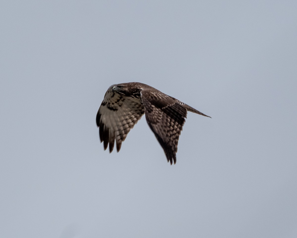 Red-tailed Hawk - ML645508270