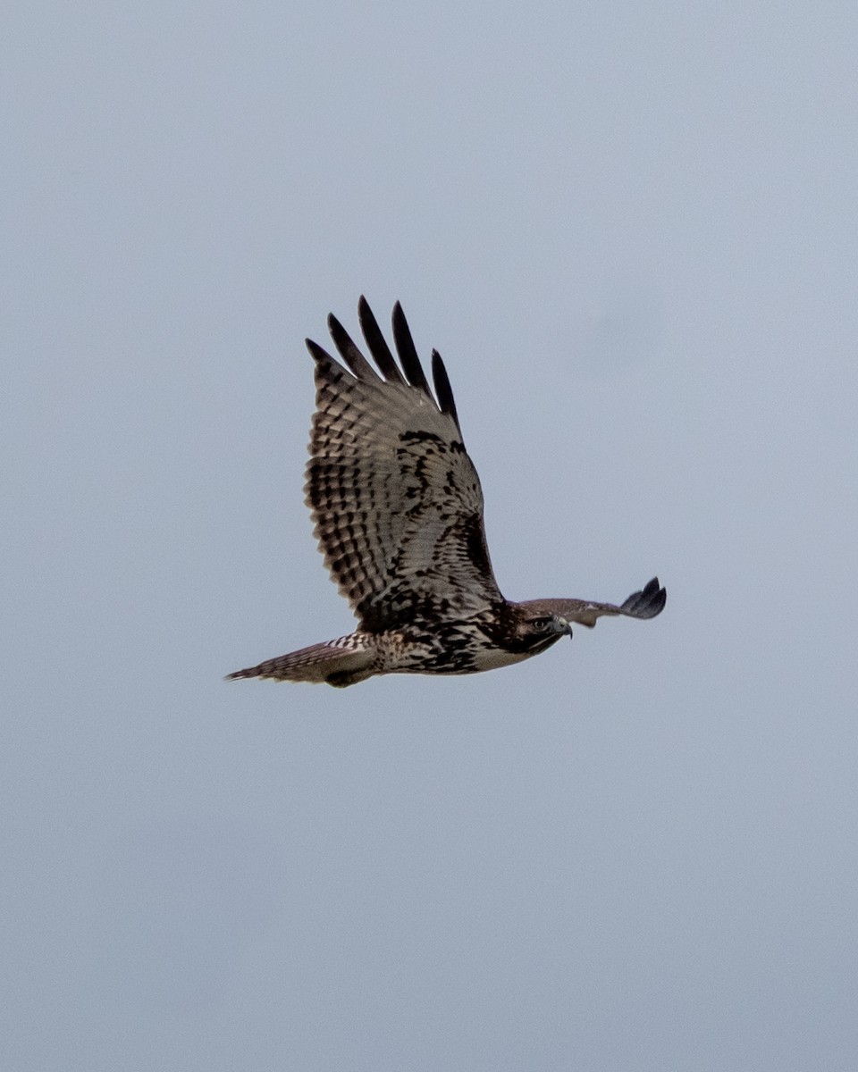 Red-tailed Hawk - ML645508272