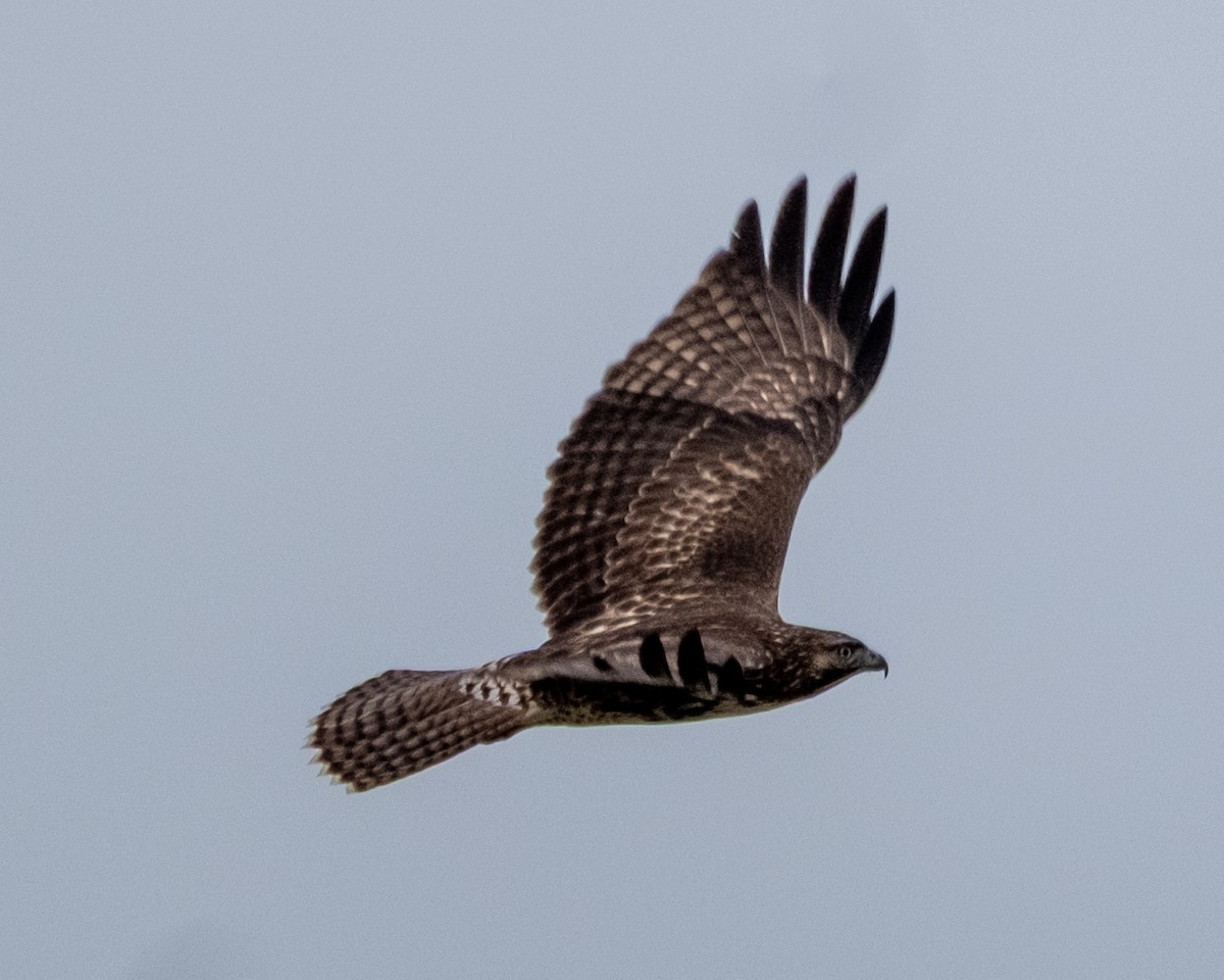 Red-tailed Hawk - ML645508273