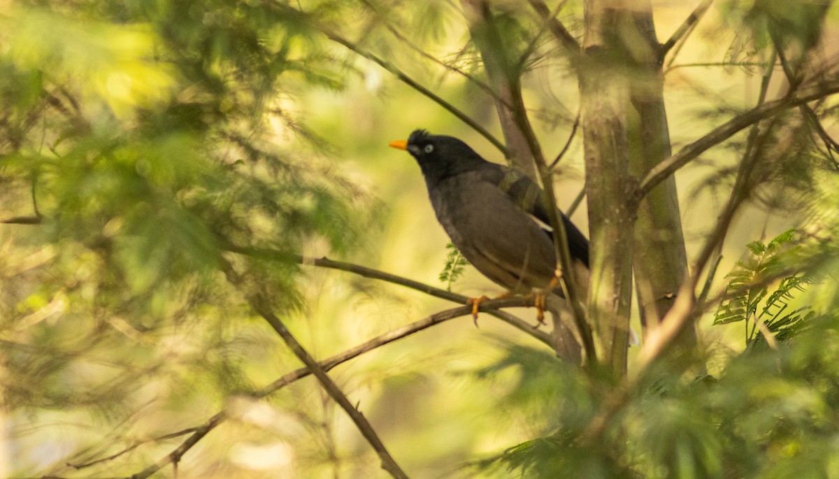 Jungle Myna - ML645508276