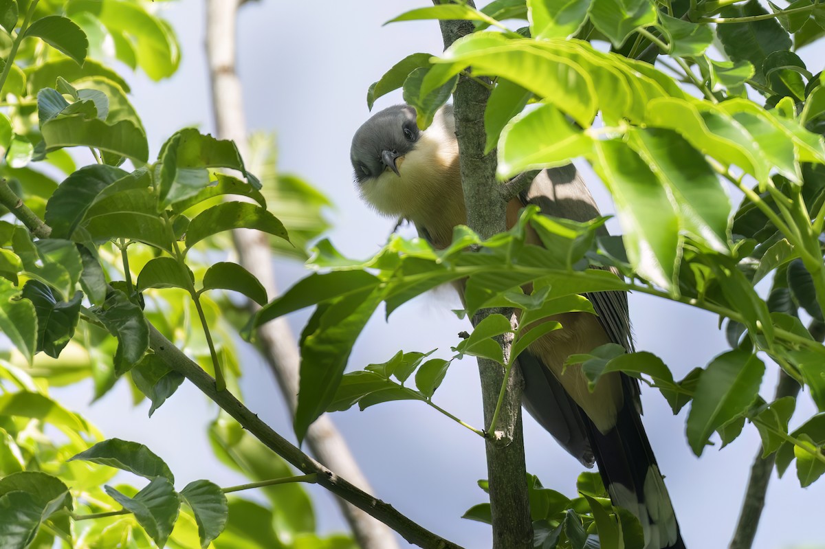 Mangrove Cuckoo - ML645508277