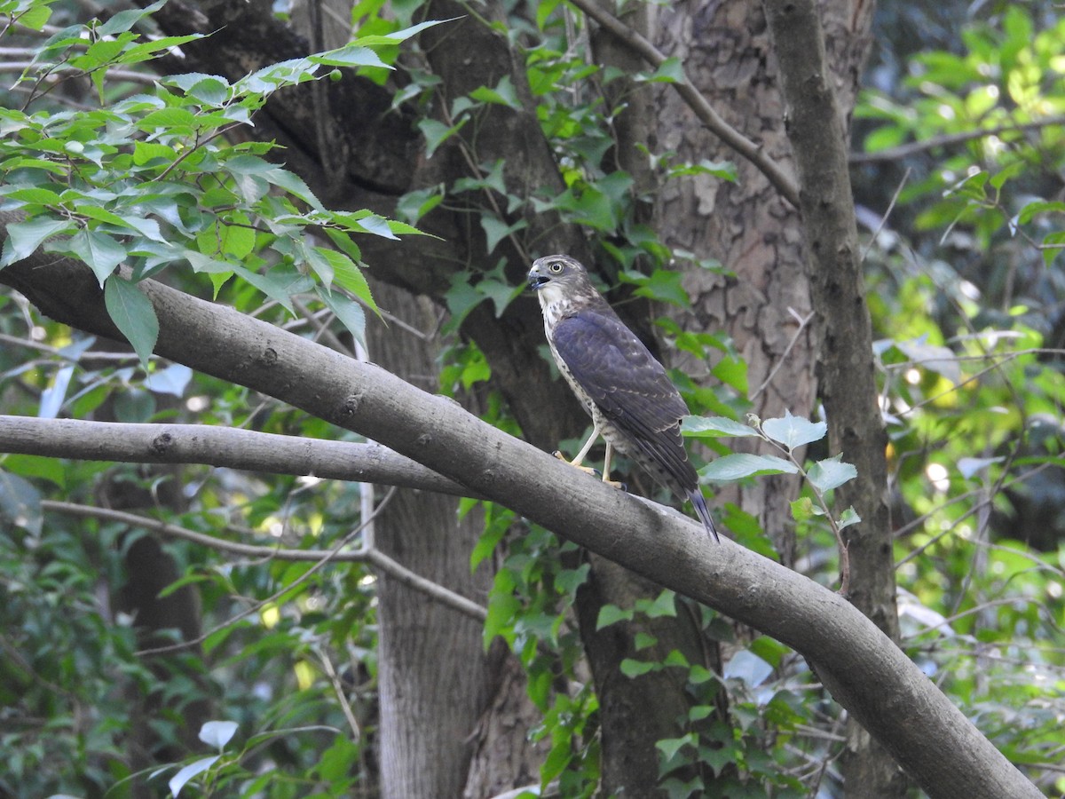日本松雀鷹 - ML645508279