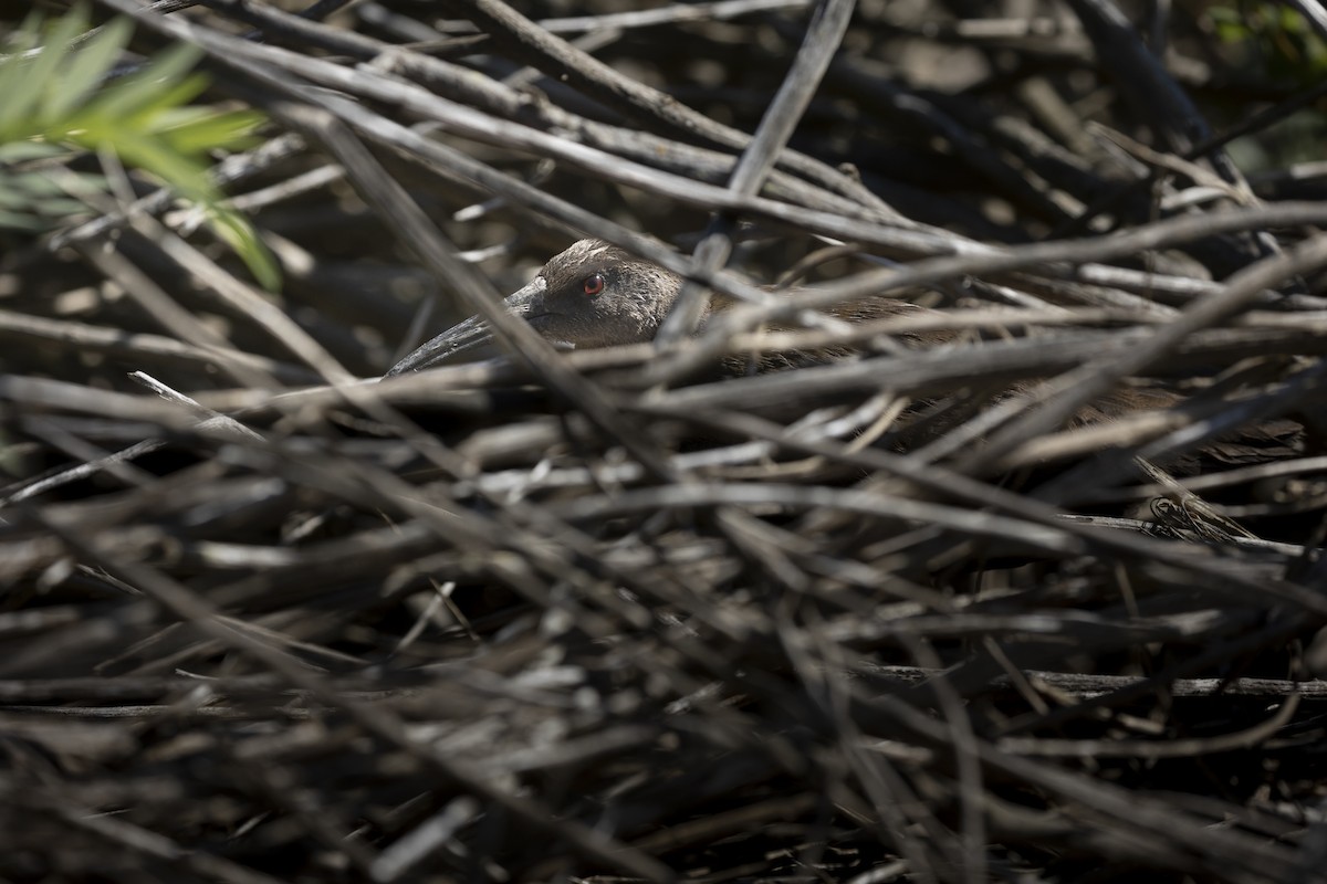 Пастушок аргентинський - ML645508282