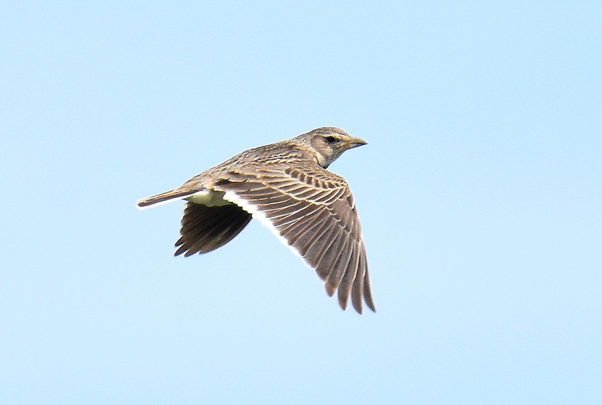 עפרוני ענק - ML645508283