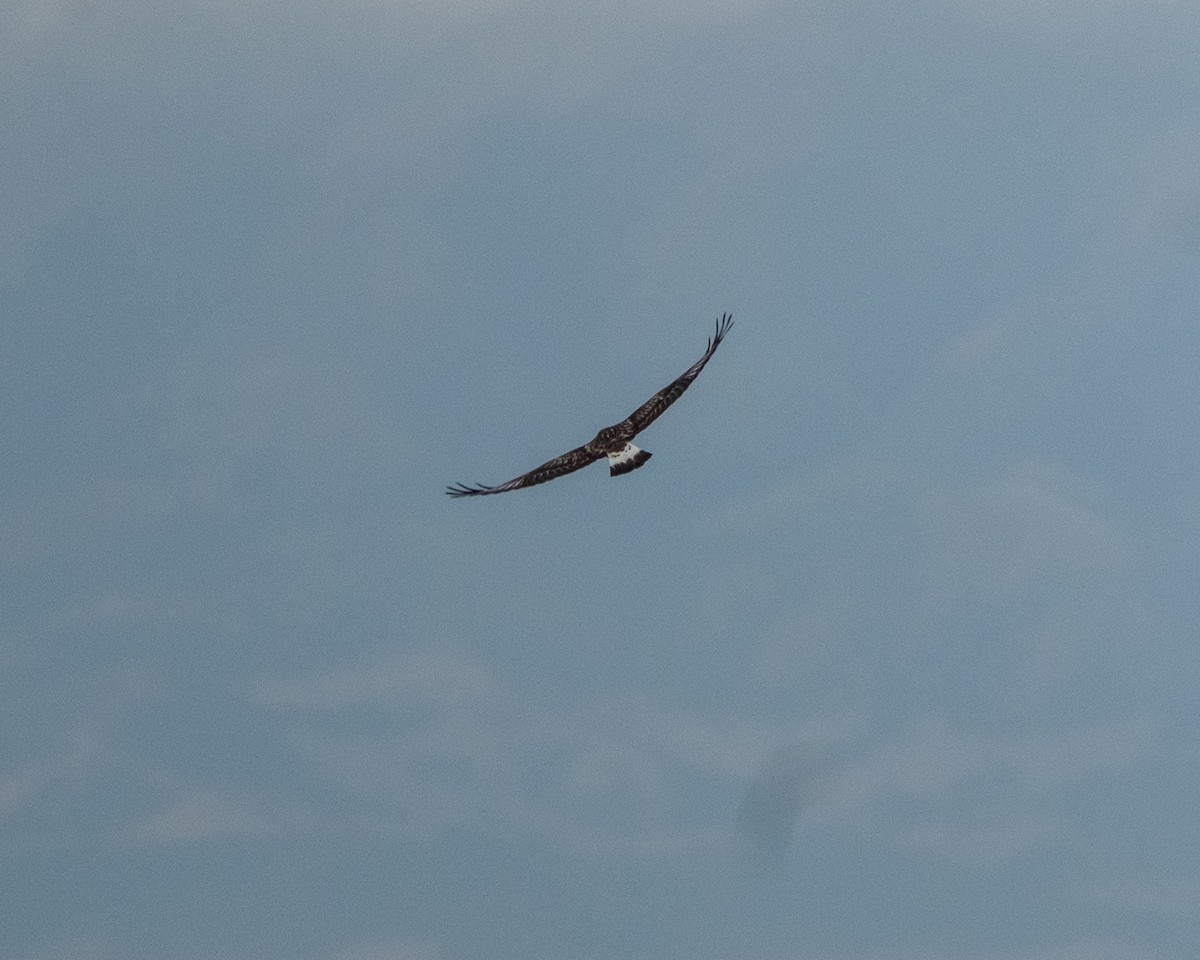 Rough-legged Hawk - ML645508287