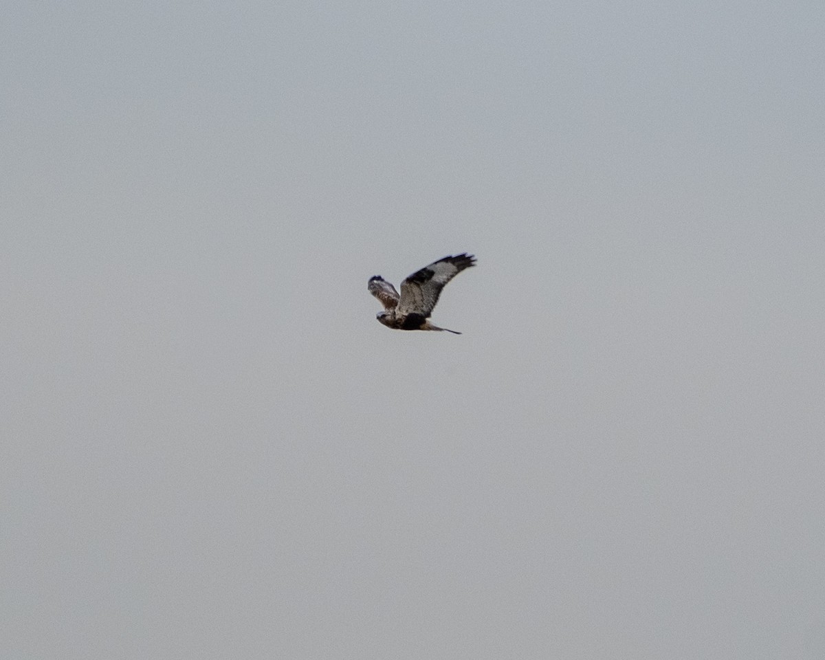Rough-legged Hawk - ML645508289
