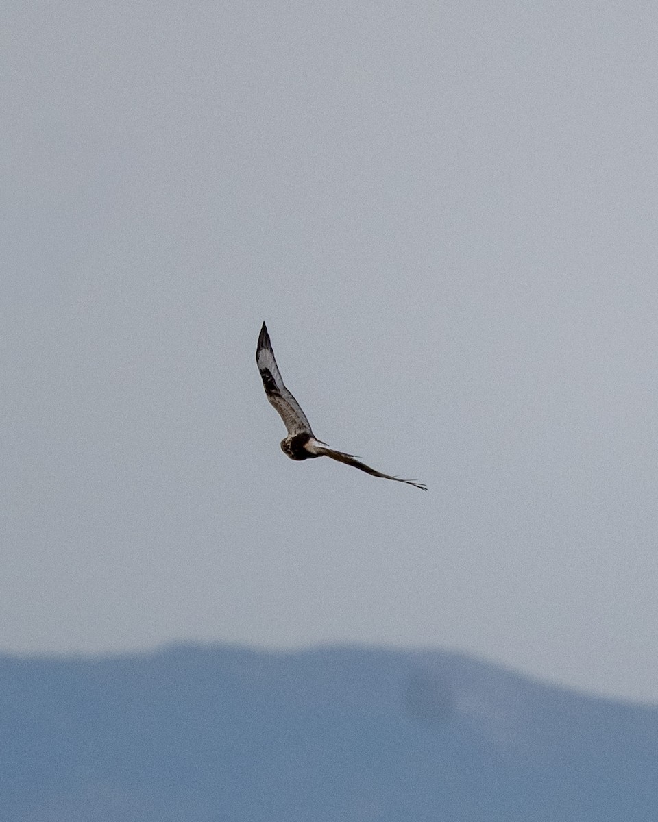 Rough-legged Hawk - ML645508290