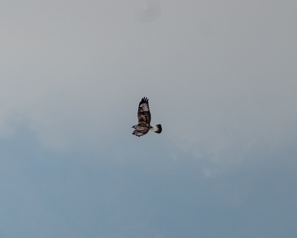 Rough-legged Hawk - ML645508292