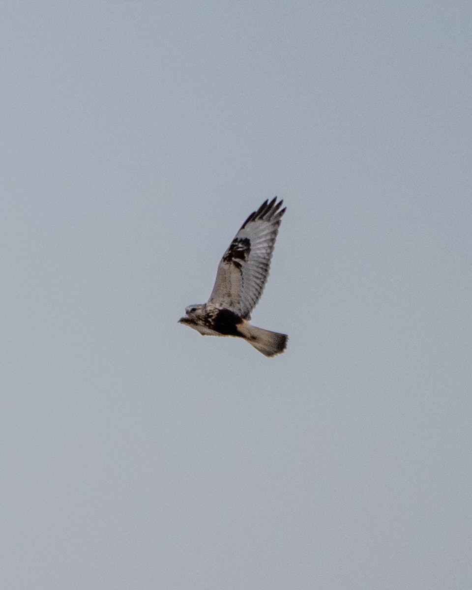Rough-legged Hawk - ML645508294