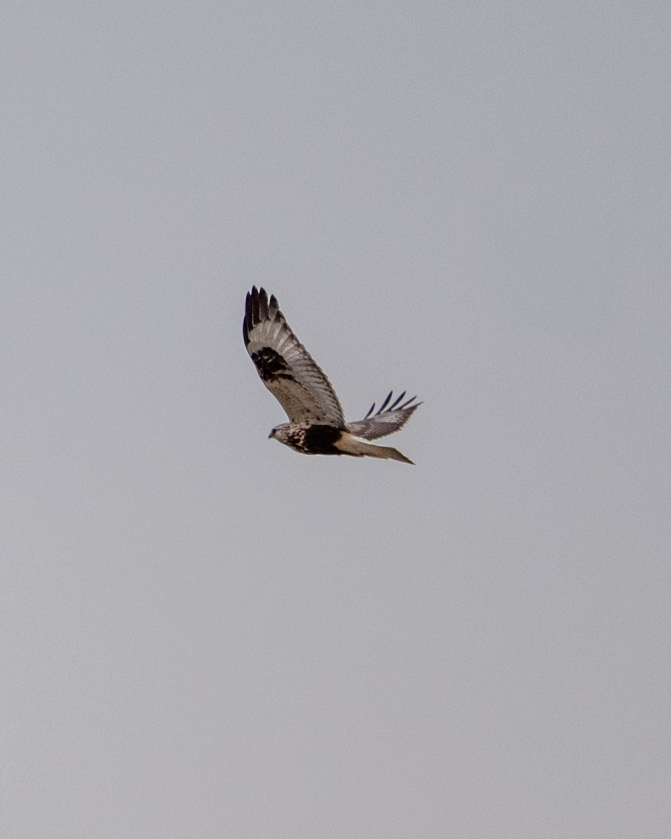 Rough-legged Hawk - ML645508295