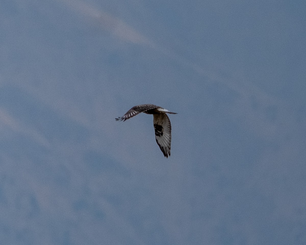 Rough-legged Hawk - ML645508296