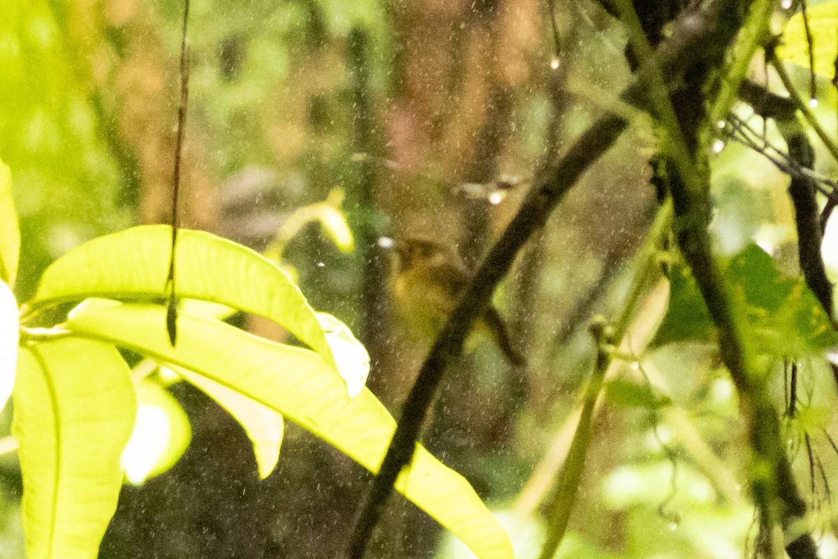 White-throated Spadebill - ML645508300