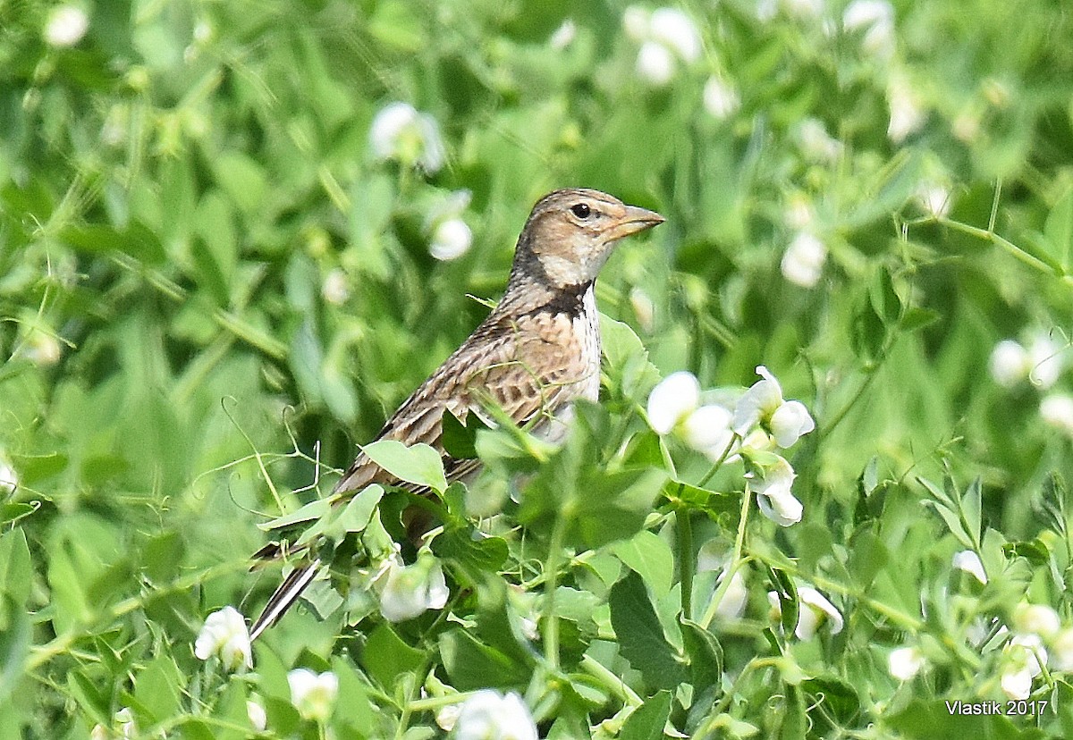 עפרוני ענק - ML645508316