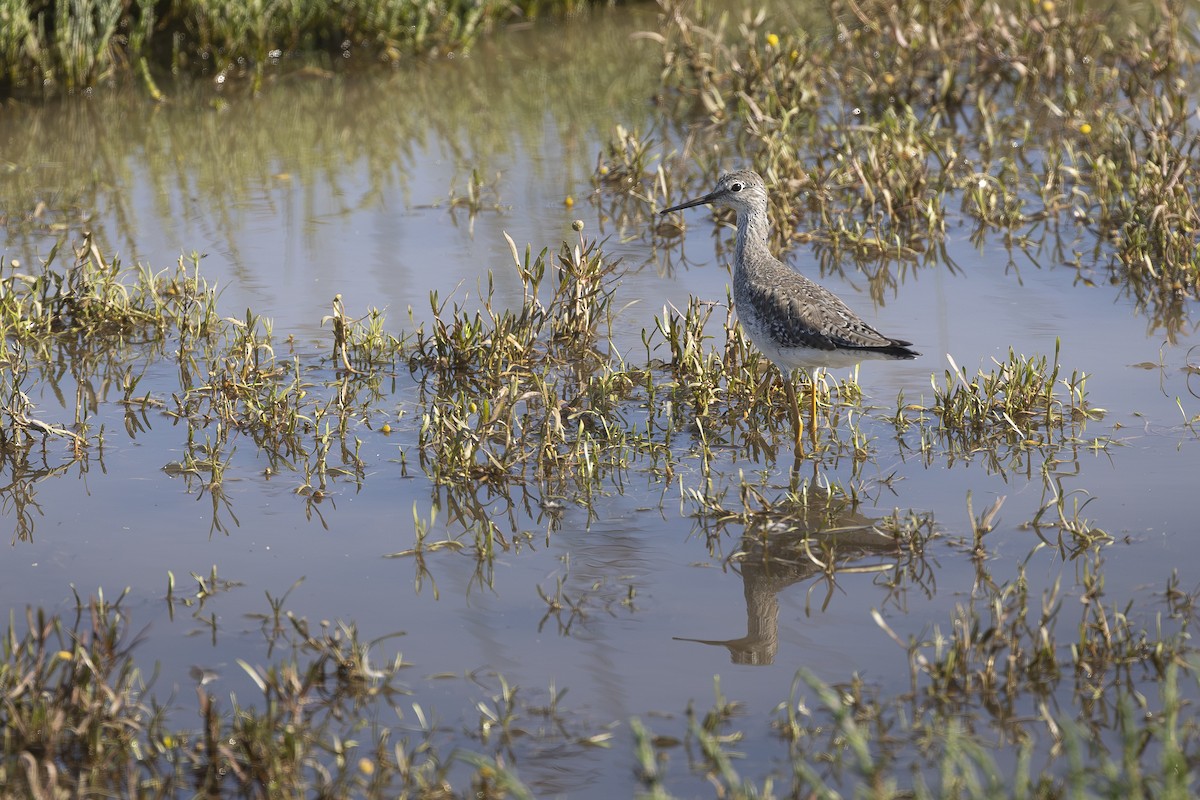 Коловодник жовтоногий - ML645508321