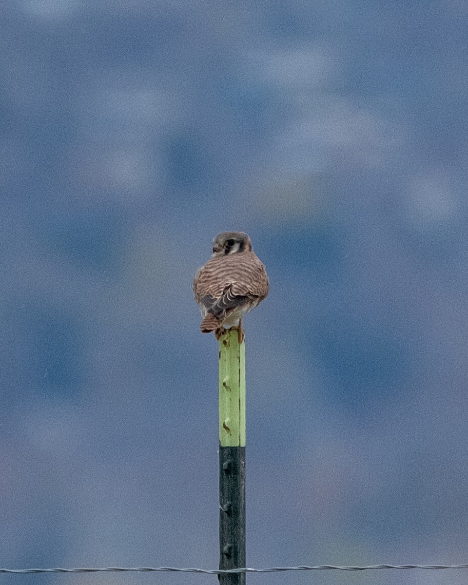 American Kestrel - ML645508324