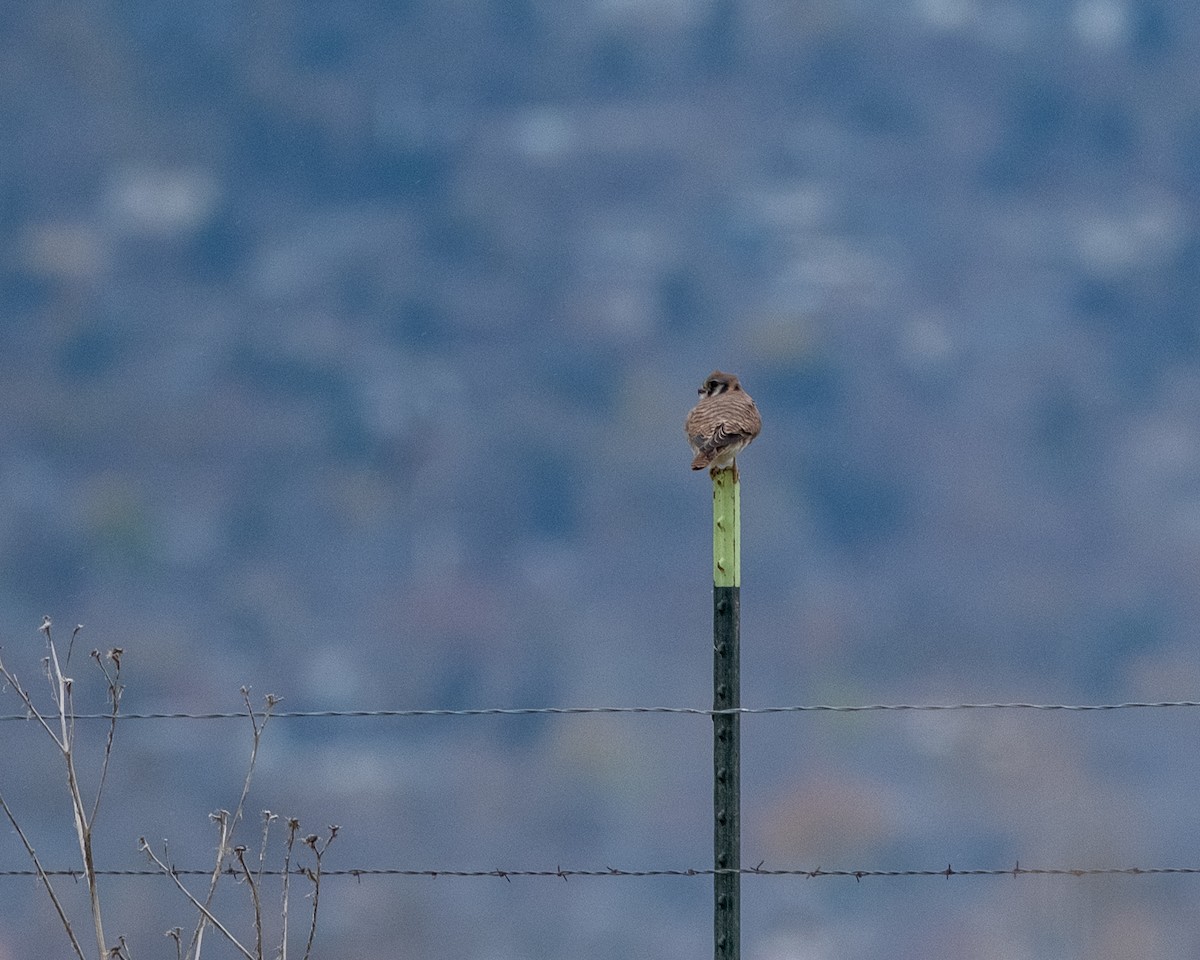 American Kestrel - ML645508325
