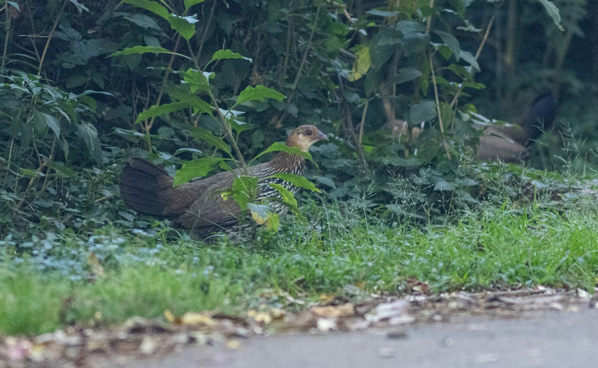 Курка сіра - ML645508327