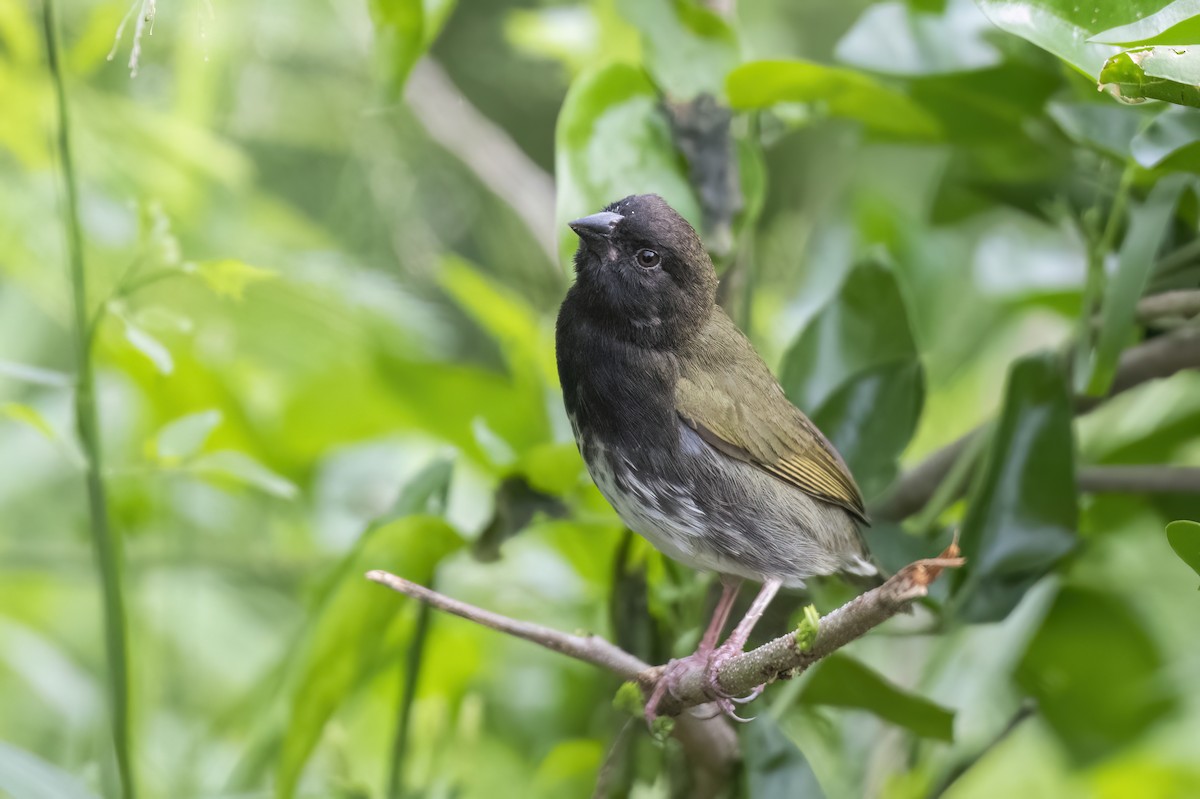 Потрост чорноволий - ML645508331