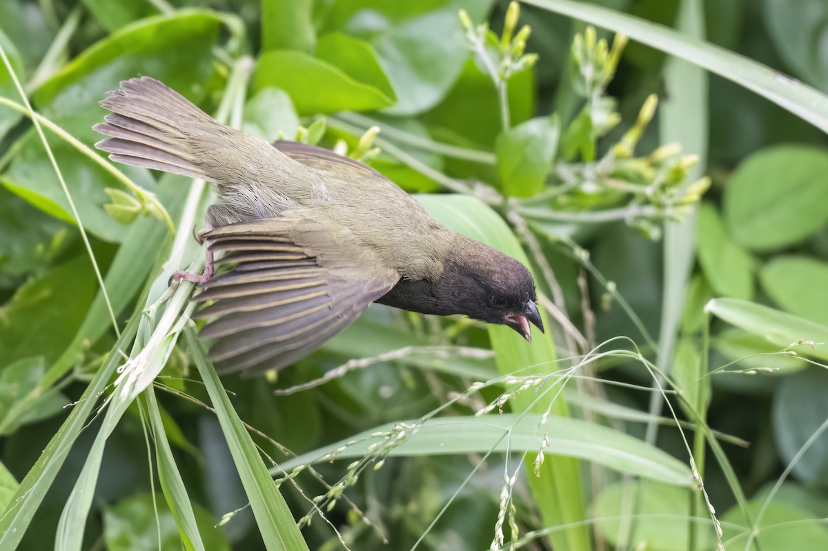 Потрост чорноволий - ML645508332