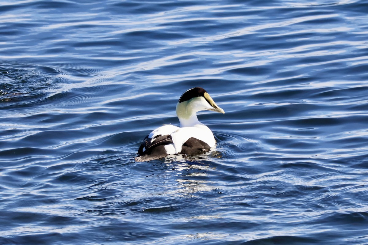 Пухівка зеленошия (підвид dresseri) - ML645508336